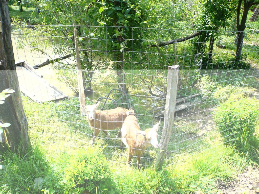 Agro-Pensiunea "Plaiul Castanilor" Villa Tismana Dış mekan fotoğraf